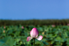 آغاز شکفتن نیلوفرهای آبی تالاب انزلی 